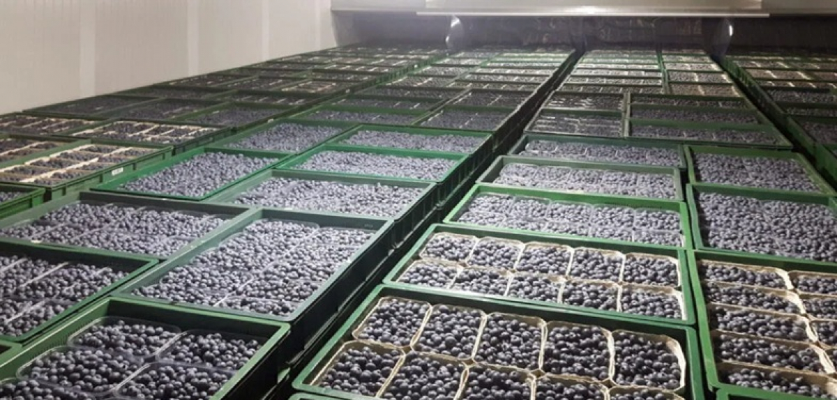 Від ферми до замороженої ягоди: як Україна інтегрує нідерландські інновації в ягідництво